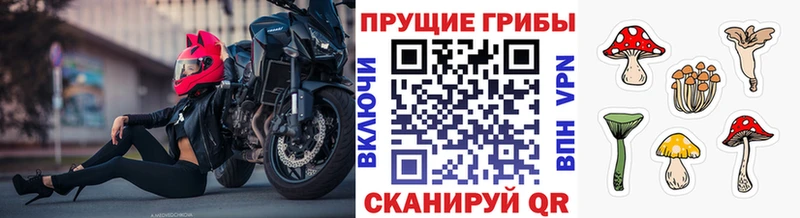 Псилоцибиновые грибы ЛСД  купить наркотики сайты  Железногорск-Илимский 